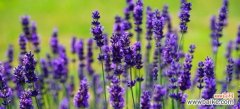 揭示白色薰衣草的美丽内涵 白色薰衣草的花语与寓意