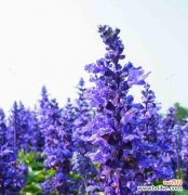 寻觅真爱的甜美期盼 薰衣草花语