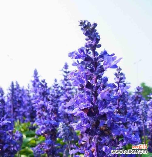 寻觅真爱的甜美期盼 薰衣草花语