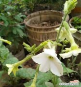 解读藿香蓟的花语及其背后的神秘传说 藿香蓟