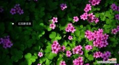 用花语解读醡浆草的深情告白 醡浆草花语——爱的无尽守候