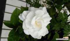 追寻爱情与美好生活的灵感之花 栀子花——浪漫与纯洁的象征