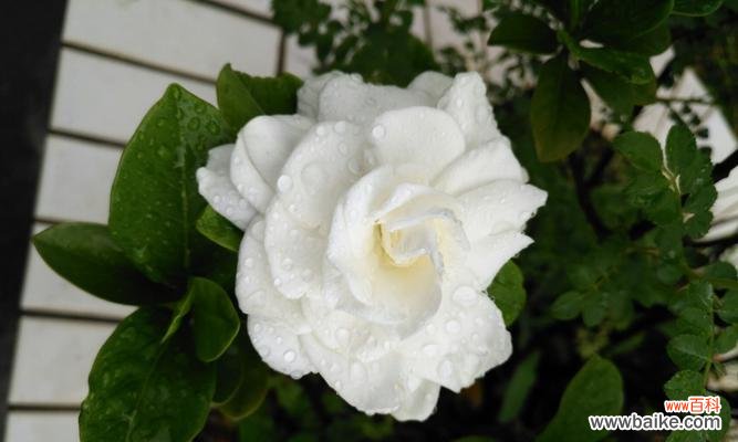 追寻爱情与美好生活的灵感之花 栀子花——浪漫与纯洁的象征