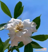 盛开的花朵 栀子花——花海中的芬芳