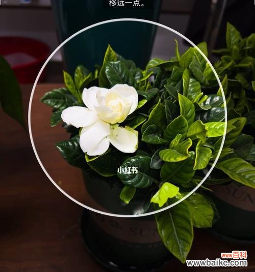 用心呵护 栀子花的养殖技巧与花语解读