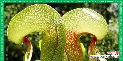 为何某些花会带有恐怖的含义？