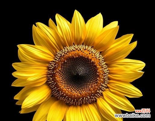 大方独特的花有哪些寓意?它们代表了什么?