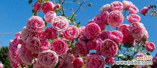 十一朵花有何寓意？十一朵花的花语是什么？