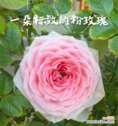 十一朵花有何寓意？十一朵花的花语是什么？