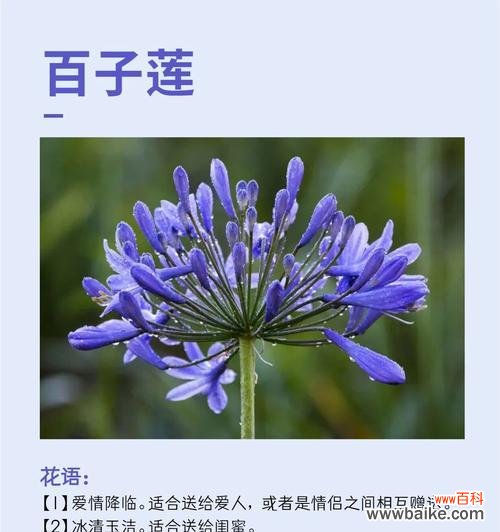 十一朵花有何寓意？十一朵花的花语是什么？