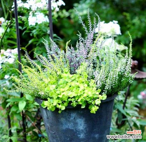 花颠在园艺中的含义是什么？