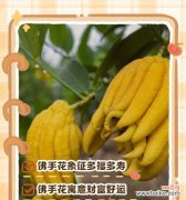 寓意风趣幽默的花卉及其代表意义是什么？