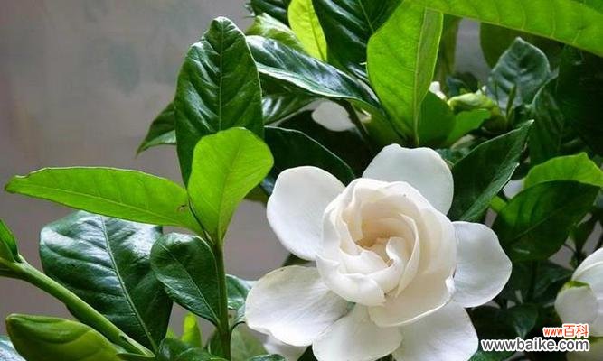 探寻暧昧花语背后的情感密码 解读花语中的暧昧之花