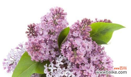 探寻暧昧花语背后的情感密码 解读花语中的暧昧之花