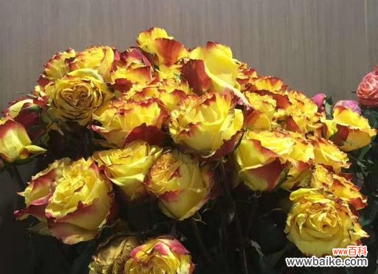 探寻暧昧花语背后的情感密码 解读花语中的暧昧之花