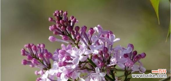 通过花语表达深情,散发爱的香气 以表示爱意的花花语是爱意的花