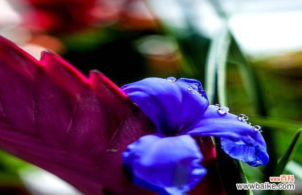 通过花语表达深情,散发爱的香气 以表示爱意的花花语是爱意的花