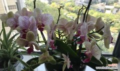 以花朵为媒介，向世界传递真诚和正直的信息 诚信的花