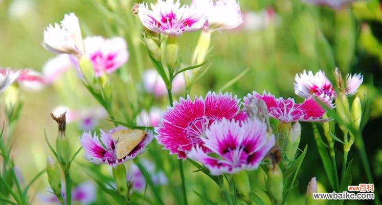 花语传递纯洁之美 纯洁的花,清新如初的美丽