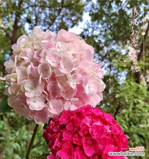 初恋花的花语与含义，以及初恋的美好回忆 初恋的花——绽放爱的花朵