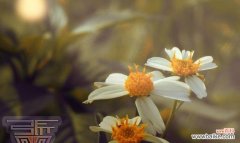 把对不起的心意化作花语传达给他人 以表示对不起的花花语是对不起的花