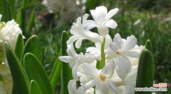 绽放单相思之美，传递爱意的花语 单相思的花语