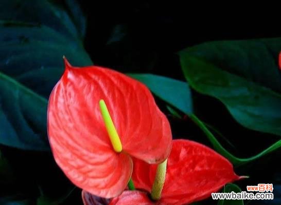 ，花开富贵 花开发财，好运连连