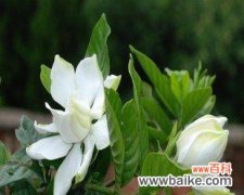 栀子花的花语与文化内涵 栀子花的寓意与象征意义