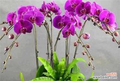 揭示白蝴蝶兰所承载的美好情感与象征意义 白蝴蝶兰的花语与寓意