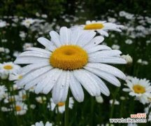 白晶菊的开花意味着什么 白晶菊的花语和寓意