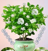花的含义茉莉花是什么？
