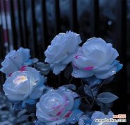 水蓝色花的花语是什么？它传递了哪些情感？