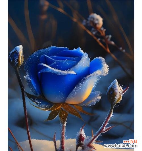 水蓝色花的花语是什么?它传递了哪些情感?