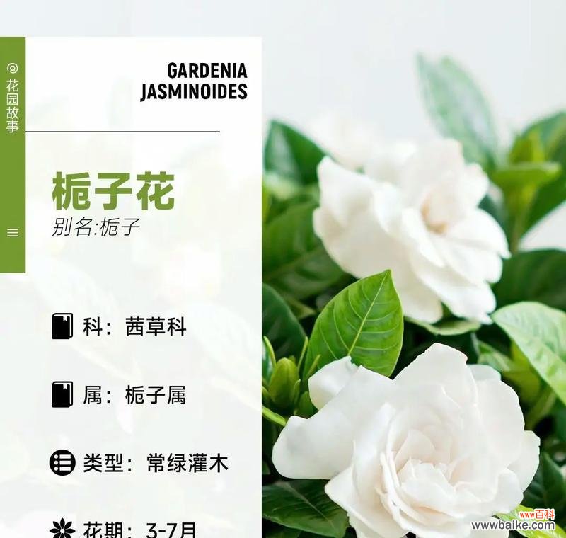 栀子花的花语是什么?它有什么特别含义?