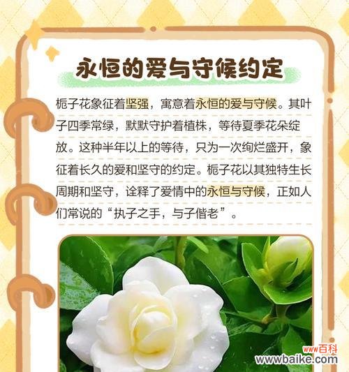 栀子花的花语是什么?它有什么特别含义?
