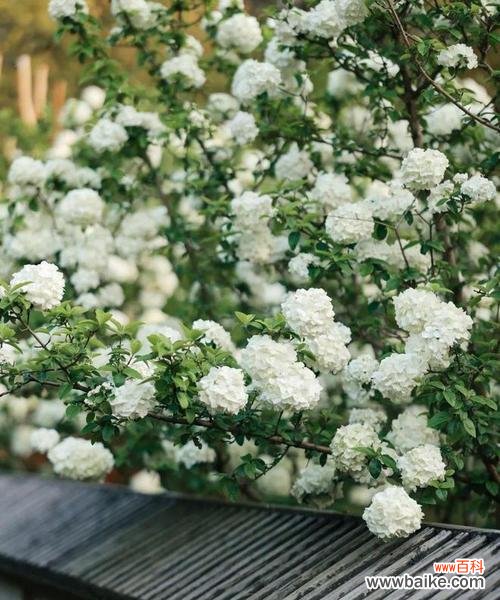 无锡市花的文化与历史意义是什么?