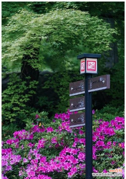 无锡市花的文化与历史意义是什么?