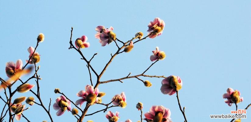 无锡市花的文化与历史意义是什么?