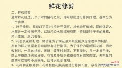 切花的象征意义：通常代表什么及其象征意义是什么？