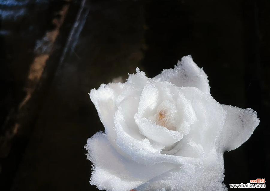 用雪制作的花象征着什么?用雪制作的花的含义是什么?