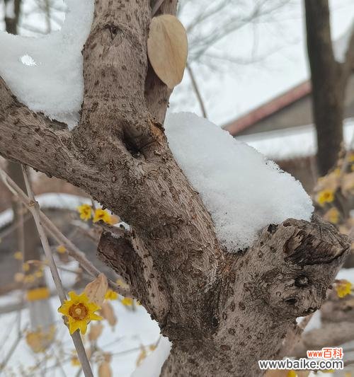 用雪制作的花象征着什么?用雪制作的花的含义是什么?