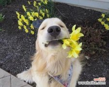 花与狗头像组合代表什么？花与狗头像的含义是什么？