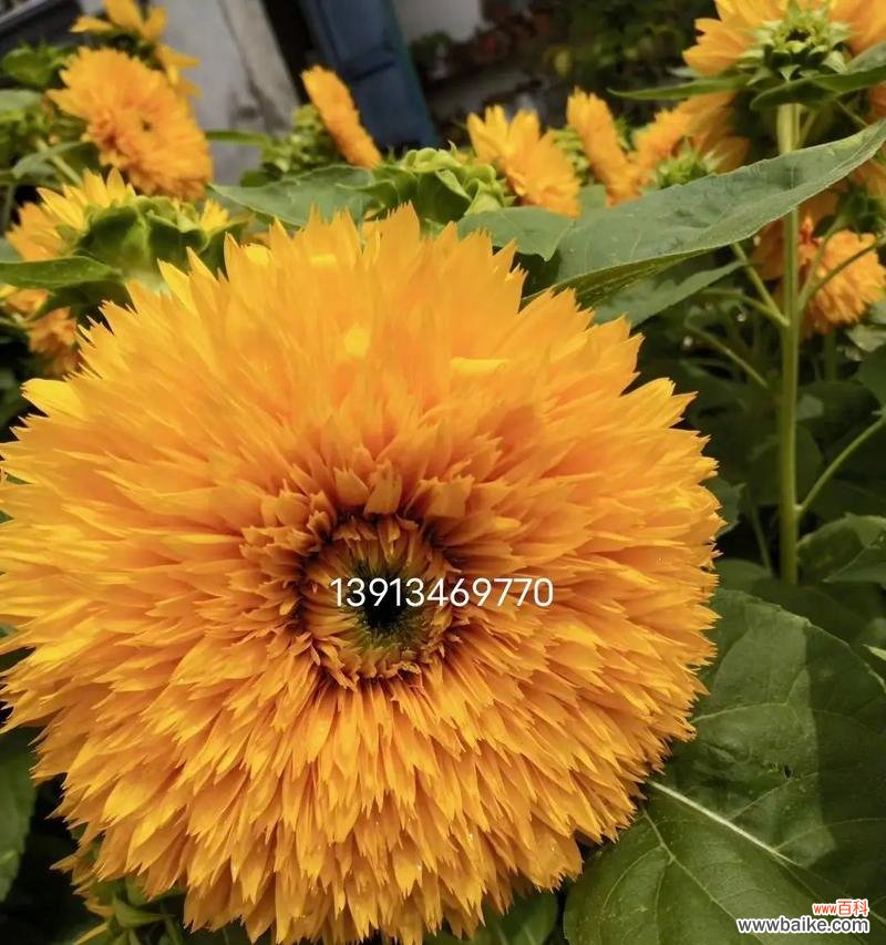 泰迪向日葵的花语是什么？适合送给哪些人？