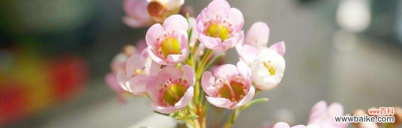 色彩斑斓的梅花语，领略自然之美 绽放多彩梅花，传递美好心愿