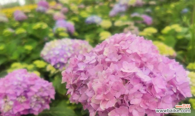 通过颜色解读花的隐含信息 花花语