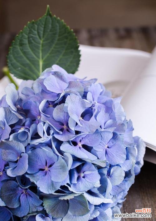 通过颜色解读花的隐含信息 花花语