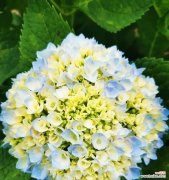 通过颜色解读花的隐含信息 花花语