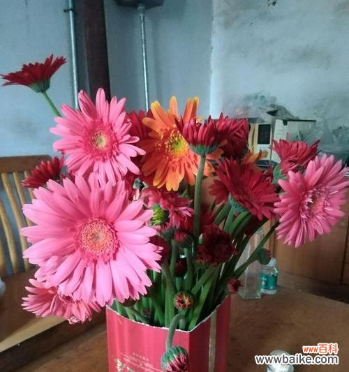 探索花色多样的非洲菊所代表的不同寓意与情感 以不同颜色非洲菊的花语