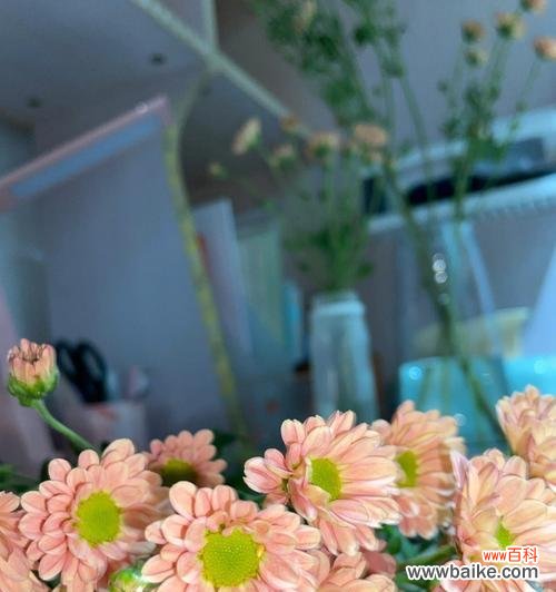 以花语为纽带,感受雏菊的五彩世界 雏菊的花语