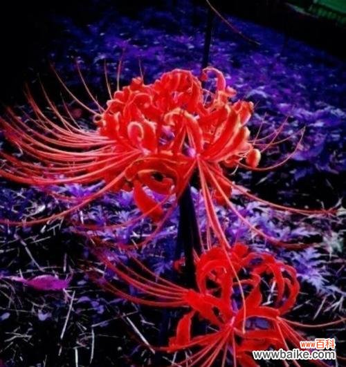 探寻彼岸花的七种颜色与深意 以不同颜色彼岸花花语的奇妙之旅